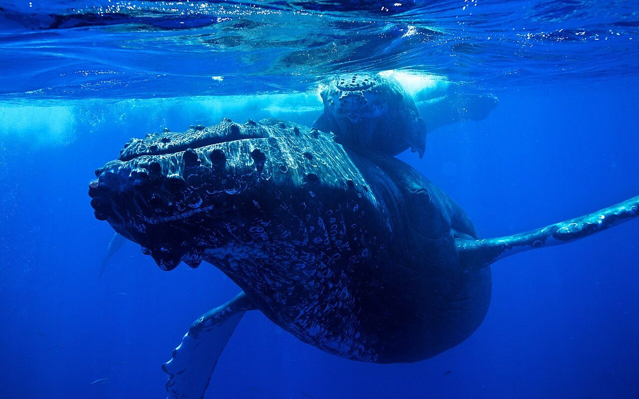 Baleine à bosse et son baleineau dans l'eau bleue