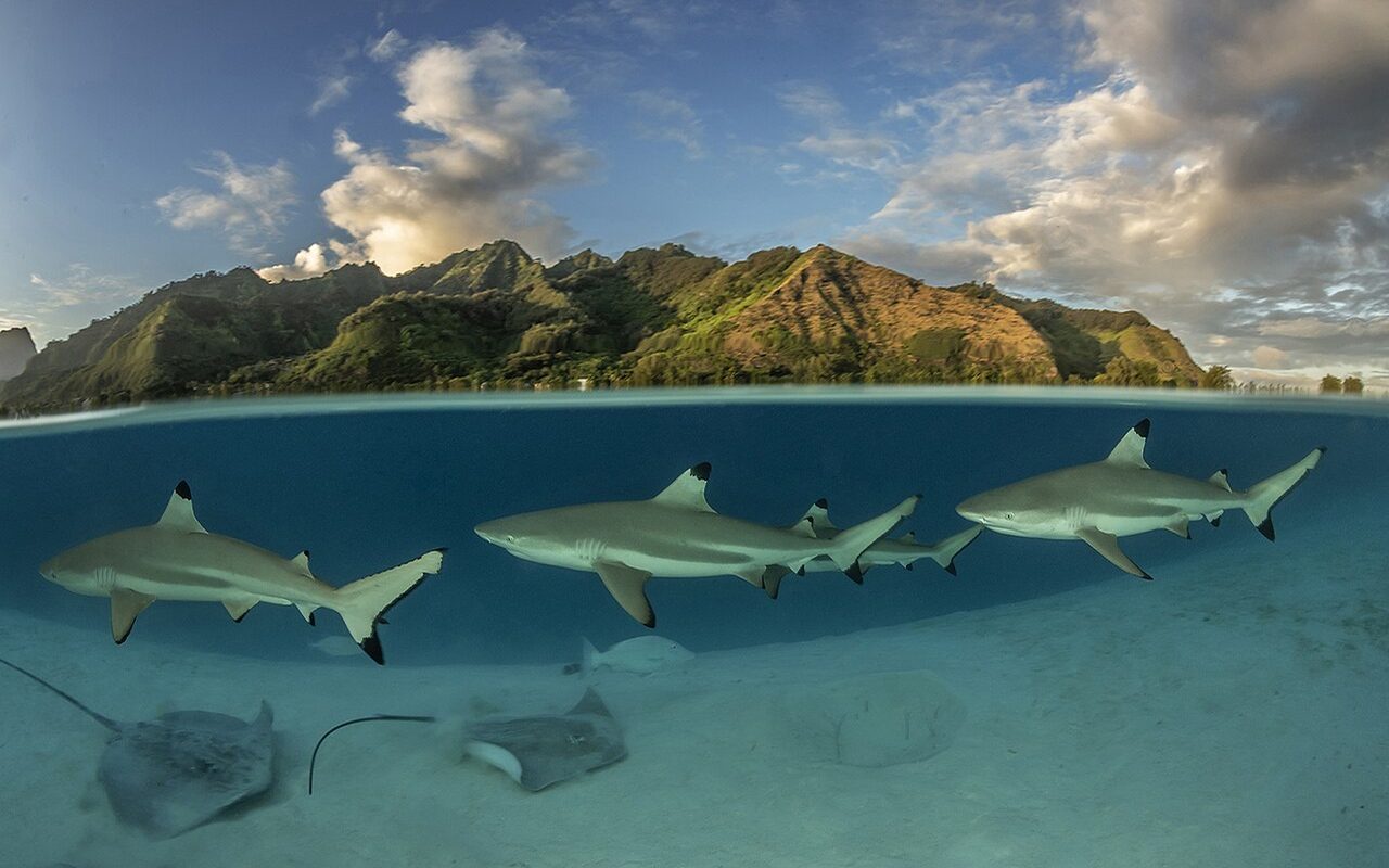 Requins pointe noire et raies dans le lagon de Moorea